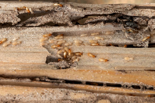 Best Pest Removal Services  in Kaunakakai, HI