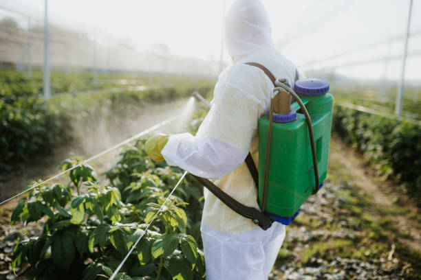 Best Wasp Removal Services  in Kaunakakai, HI